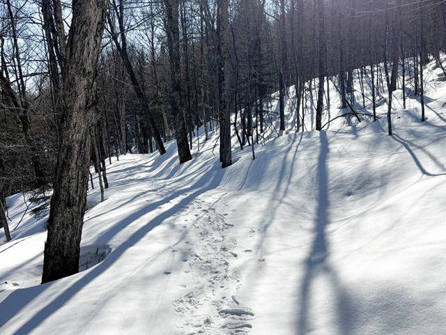 Woodland : Morning walk in early spring