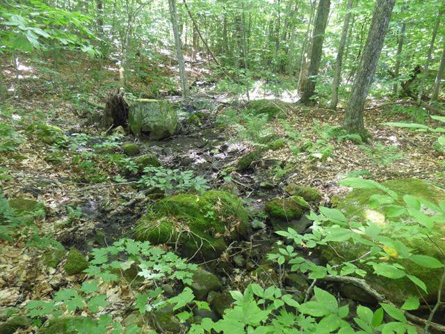 Terrain Gore - Ch. Braemar