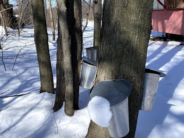 Tapped sugar maples