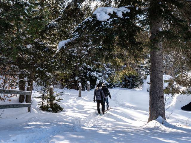 Backyard : forest with hiking/snowshoe trails