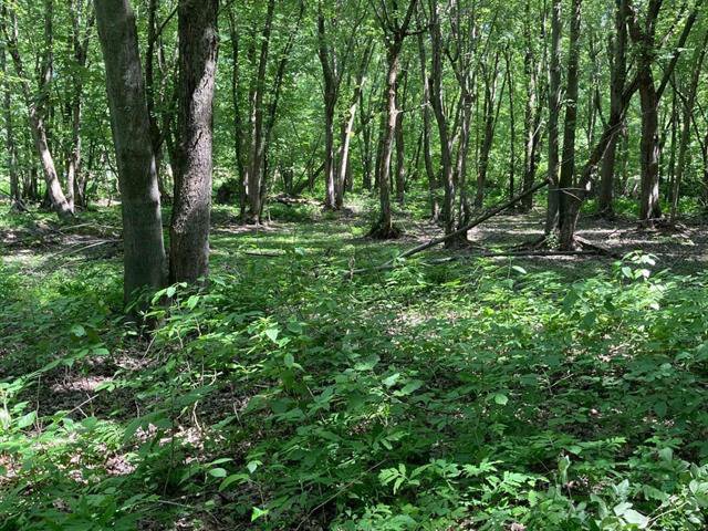 Boisé : Sentier partie basse inondable.