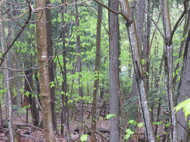 Land/Lot