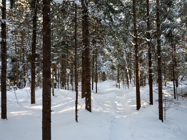 Backyard : forest with hiking/snowshoe trails
