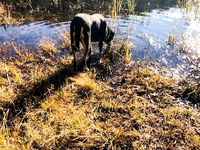 Waterfront : Lac Davis