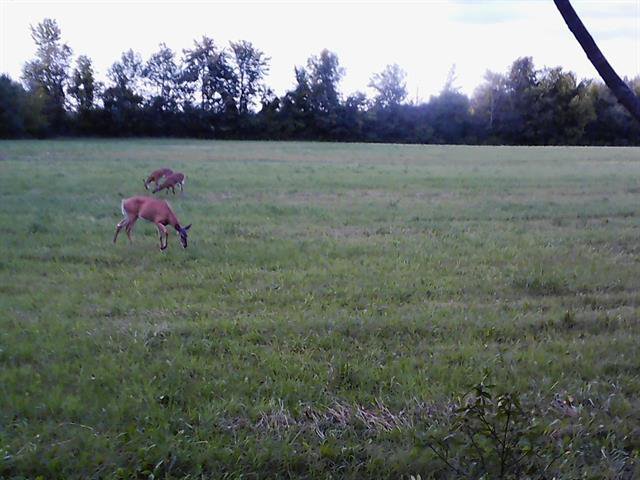 Deers seen on the property.