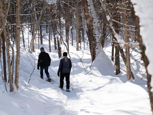 forest with hiking/snowshoe trails